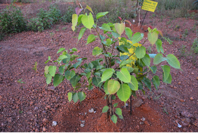 Peepal has great mythological, religious and medicinal importance. It has anticonvulsant, anti-diabetic, anti-inflammatory. It has also showed wound healing antibacterial properties. It is also beneficial in treatment of respiratory and gastric disorders. Young shoot tip grinded with milk is remedy for ameobiasis and dysentery . The bark decoction is remedy for whopping cough and asthma. Intake of powdered tender leaves with milk is administered for abdominal pain. Bark decoction or bark juice is used as mouthwash strengthens gums and treats toothache. Fresh twigs of peepal tree can be used as toothbrush. Topical application of tender root paste can cure skin disease. The latex is applied topically to get rid of ringworms. The laxative nature of fruits helps to get relief from constipation.