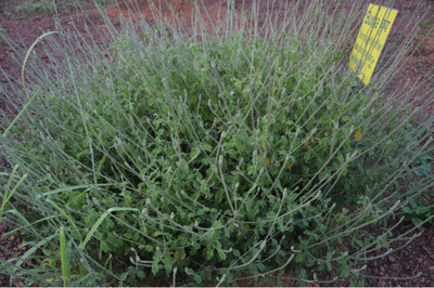 Apamarg is a common weed found in the waste lands. It is having many medicinal values. Its leaf juice is used as ear drop to cure infection. Root juice mixed with rose water is applied to eyes to cure redness. Chewing of fresh leaves can cure mouth ulcer. Inhaling ripe seed powder can reduce migraine. It is effective in cold, cough and fever. Fresh leaf juice can cure dysentery. This plant has spermicidal, activities, anti-allergic properties, cardiovascular protective nature, nephroprotective properties, antiparasitic, anti-inflammatory, hypoglyceamic, and analgesic and hepatoprotective potency. It has antiperiodic, antimicrobial, purgative, antipyretic and are used in various types of gastric disorders