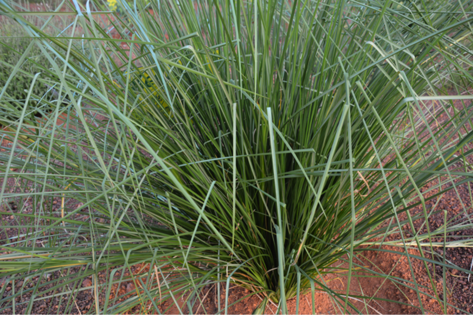 Darbha grass is the plant assigned for ketu graham. Darbha is a strong tonic. It has astringent, antipyretic and antiviral activities. The antioxidant content of darbha grass is high. It has antihypertensive activity, insecticidal properties and used in various systems of treatment