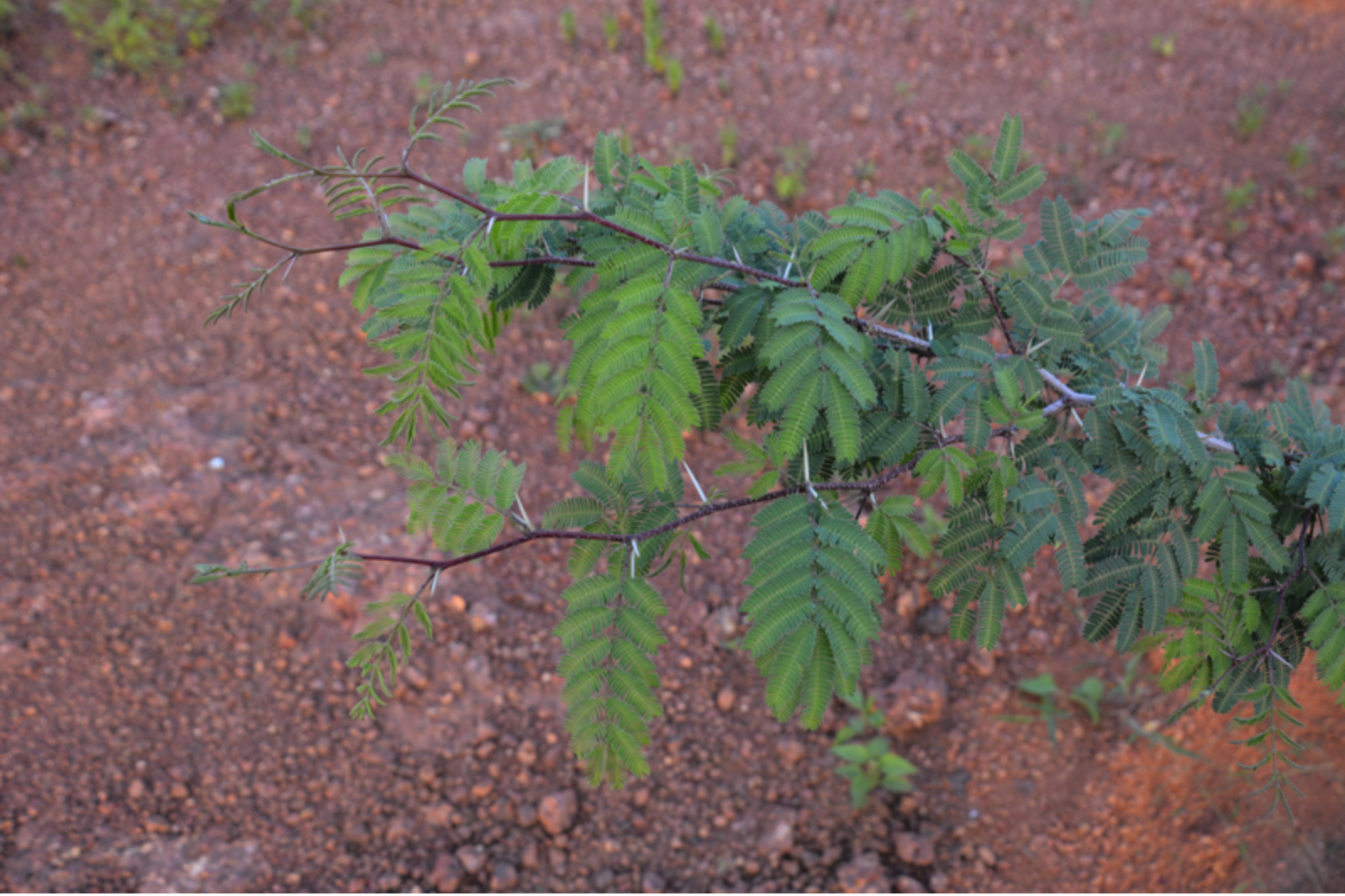Shami is the associated tree of Shani graha. It is an evergreen tree with conical spines found in dry arid regions of India. Shami is a medium sized leguminous multipurpose tree with various medicinal uses. The stem bark is used to treat rheumatism, common cold and piles. The flowers are used on skin diseases as a blood purifier and as a coolant. Apart from its medicinal benefits; this tree is a part of rituals in Hindu religion and is an excellent source of fuel and timber. Bark decoction is useful in sore throat, mouth ulcer and tooth ache. Tender leaves infusion can cure diarrhoea and dysentery very fast. Seeds have antidiabetic principles and pod is used to cure urio- geneital issues. Leaves also possess insecticidal properties.