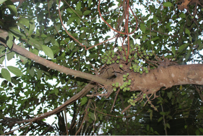Physical appearance facial expressions, urinary glands and reproductive organs are governed by shukra. Umbar is an evergreen tree found in tropical India. Its leaves, fruits, bark, latex and root sap has medicinal value. It has been extensively used in treatment of biliary disorders, jaundice, dysentery, diabetes, diarrhoea and inflammatory conditions (Ahmed and Urooj, 2010).Tender leaf juice consumption can reduce dysentery. The latex obtained from the leaf is soaked in cotton and applied on area affected by fistula or piles. External application of stem latex can cure cracked heels. Water boiled with tree bark can be used as mouth wash in case of oral infection and mouth ulcers. Bark paste is used to treat swellings and boils. Dried fruits are consumed with sugar or honey in case of excessive menstrual bleeding.